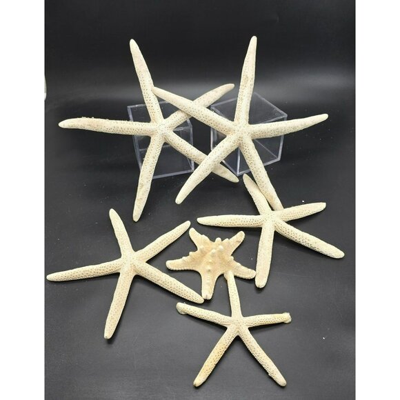 Natural White Starfish Collection For Crafts & Decor Large and Small DH1362 - Picture 2 of 8